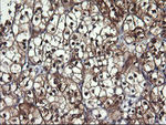 BBOX1 Antibody in Immunohistochemistry (Paraffin) (IHC (P))