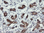 BBOX1 Antibody in Immunohistochemistry (Paraffin) (IHC (P))