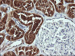 BBOX1 Antibody in Immunohistochemistry (Paraffin) (IHC (P))