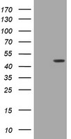 BBOX1 Antibody in Western Blot (WB)