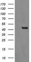 BBOX1 Antibody in Western Blot (WB)