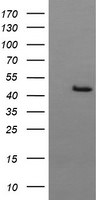 BBOX1 Antibody in Western Blot (WB)