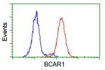 BCAR1 Antibody in Flow Cytometry (Flow)