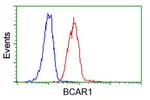 BCAR1 Antibody in Flow Cytometry (Flow)