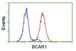 BCAR1 Antibody in Flow Cytometry (Flow)