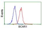 BCAR1 Antibody in Flow Cytometry (Flow)