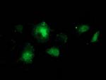 BCAR1 Antibody in Immunocytochemistry (ICC/IF)