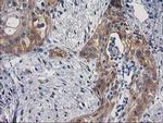 BCAR1 Antibody in Immunohistochemistry (Paraffin) (IHC (P))