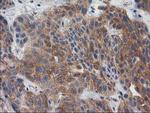 BCAR1 Antibody in Immunohistochemistry (Paraffin) (IHC (P))