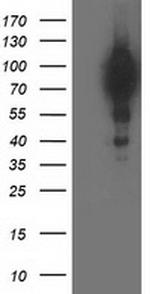 BCAR1 Antibody in Western Blot (WB)