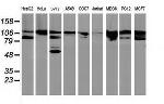 BCAR1 Antibody in Western Blot (WB)