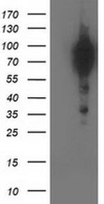 BCAR1 Antibody in Western Blot (WB)