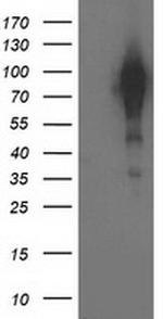 BCAR1 Antibody in Western Blot (WB)