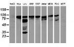 BCAR1 Antibody in Western Blot (WB)