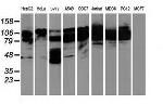 BCAR1 Antibody in Western Blot (WB)