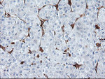 BCAT1 Antibody in Immunohistochemistry (Paraffin) (IHC (P))