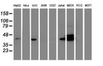 BCAT1 Antibody in Western Blot (WB)