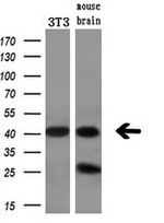 BCAT1 Antibody in Western Blot (WB)