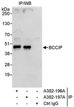 BCCIP Antibody in Immunoprecipitation (IP)