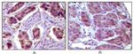 Bcl-10 Antibody in Immunohistochemistry (Paraffin) (IHC (P))