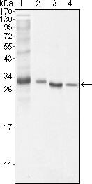 Bcl-10 Antibody in Western Blot (WB)