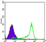 Bcl-2 Antibody in Flow Cytometry (Flow)