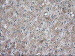 BCL10 Antibody in Immunohistochemistry (Paraffin) (IHC (P))