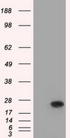 BCL10 Antibody in Western Blot (WB)