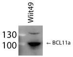 BCL11A Antibody in Western Blot (WB)