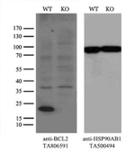 BCL2 Antibody in Western Blot (WB)