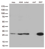 BCL2 Antibody in Western Blot (WB)