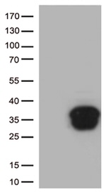 BCL2 Antibody in Western Blot (WB)