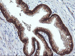 BCL2L1 Antibody in Immunohistochemistry (Paraffin) (IHC (P))