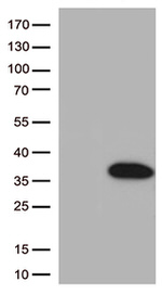 BCL2L1 Antibody in Western Blot (WB)