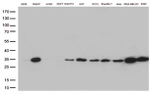 BCL2L1 Antibody in Western Blot (WB)