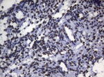 BCL6 Antibody in Immunohistochemistry (Paraffin) (IHC (P))