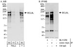 BCL9L Antibody in Western Blot (WB)