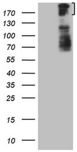 BCOR Antibody in Western Blot (WB)