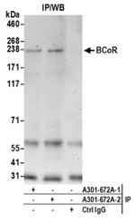 BCoR Antibody in Immunoprecipitation (IP)