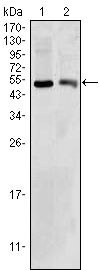 BDH1 Antibody in Western Blot (WB)