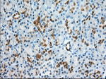 BDH2 Antibody in Immunohistochemistry (Paraffin) (IHC (P))