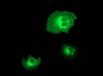 BECN1 Antibody in Immunocytochemistry (ICC/IF)