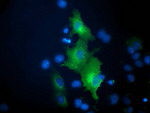 BECN1 Antibody in Immunocytochemistry (ICC/IF)