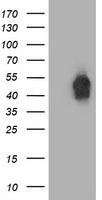 BECN1 Antibody in Western Blot (WB)