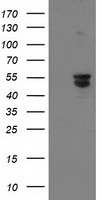 BECN1 Antibody in Western Blot (WB)