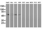 BECN1 Antibody in Western Blot (WB)