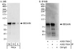 BEGAIN Antibody in Western Blot (WB)