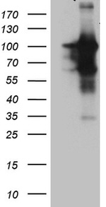 BEGAIN Antibody in Western Blot (WB)