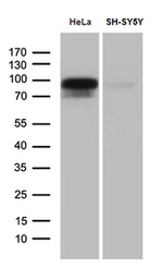 BEGAIN Antibody in Western Blot (WB)