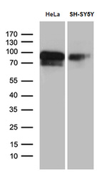 BEGAIN Antibody in Western Blot (WB)